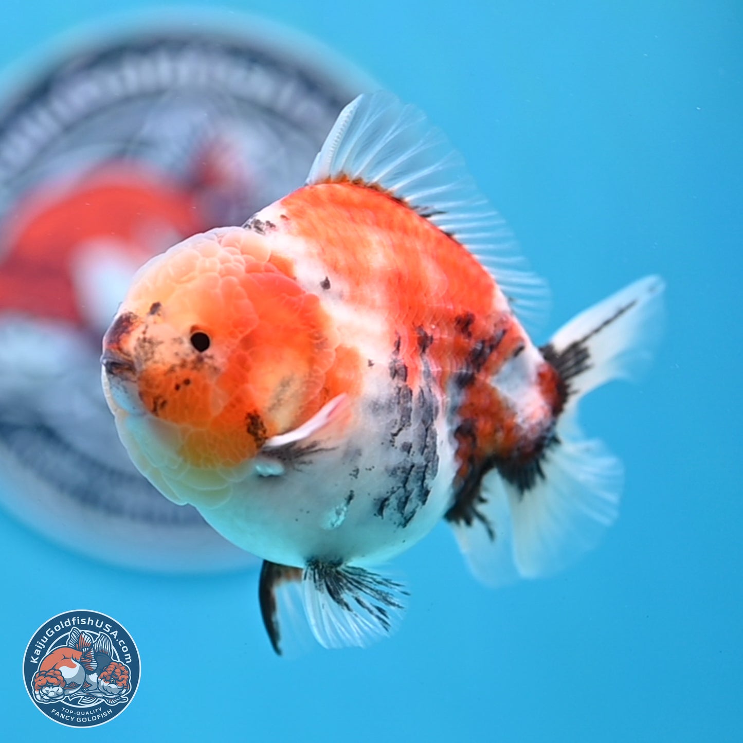 Tricolor Sakura YuanBao Oranda 3.5 inches Body - Male (250307_OR23)