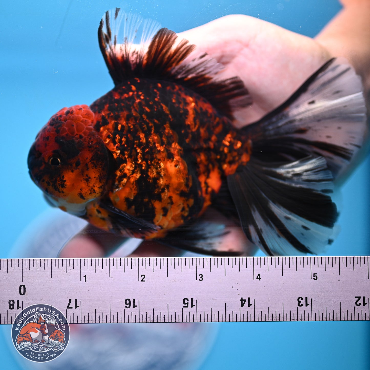 Tiger Orchid Tail Oranda 4-6 inches (240913_OR23) - Kaiju Goldfish USA