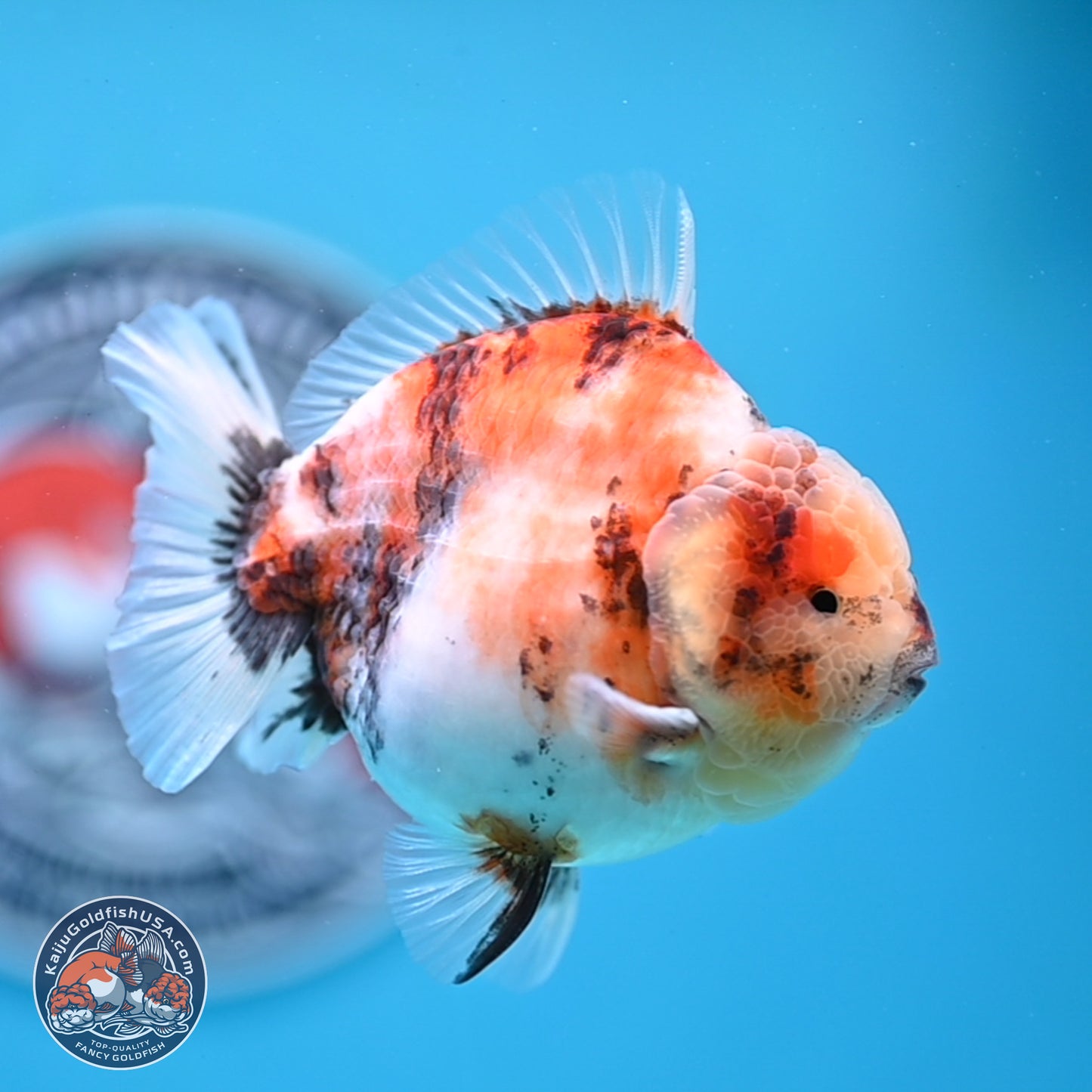 Tricolor Sakura YuanBao Oranda 3.5 inches Body - Male (250307_OR23)