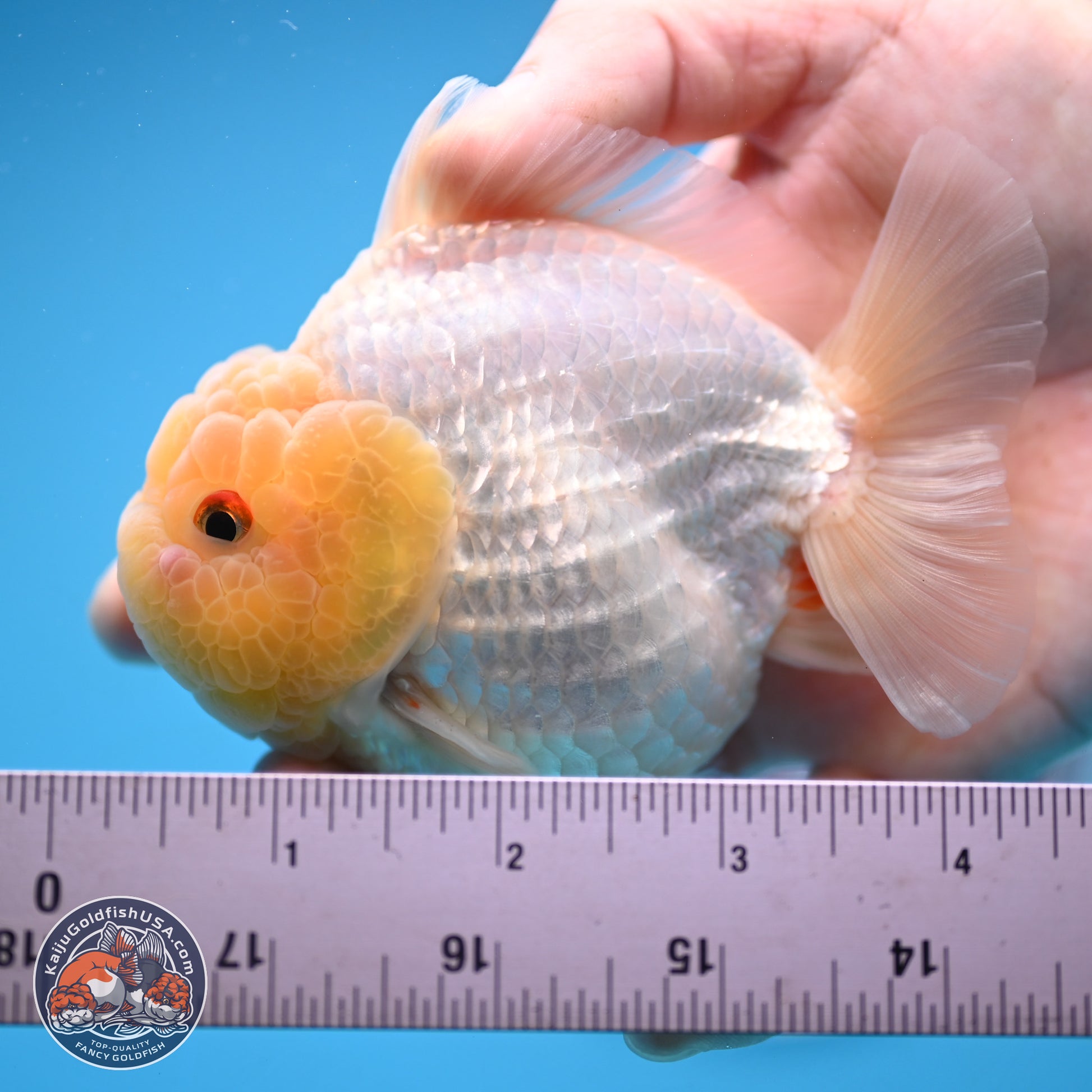 Lemon Head Red White YuanBao Oranda 3.25 inches Body - Male (241227_OR23) - Kaiju Goldfish USA