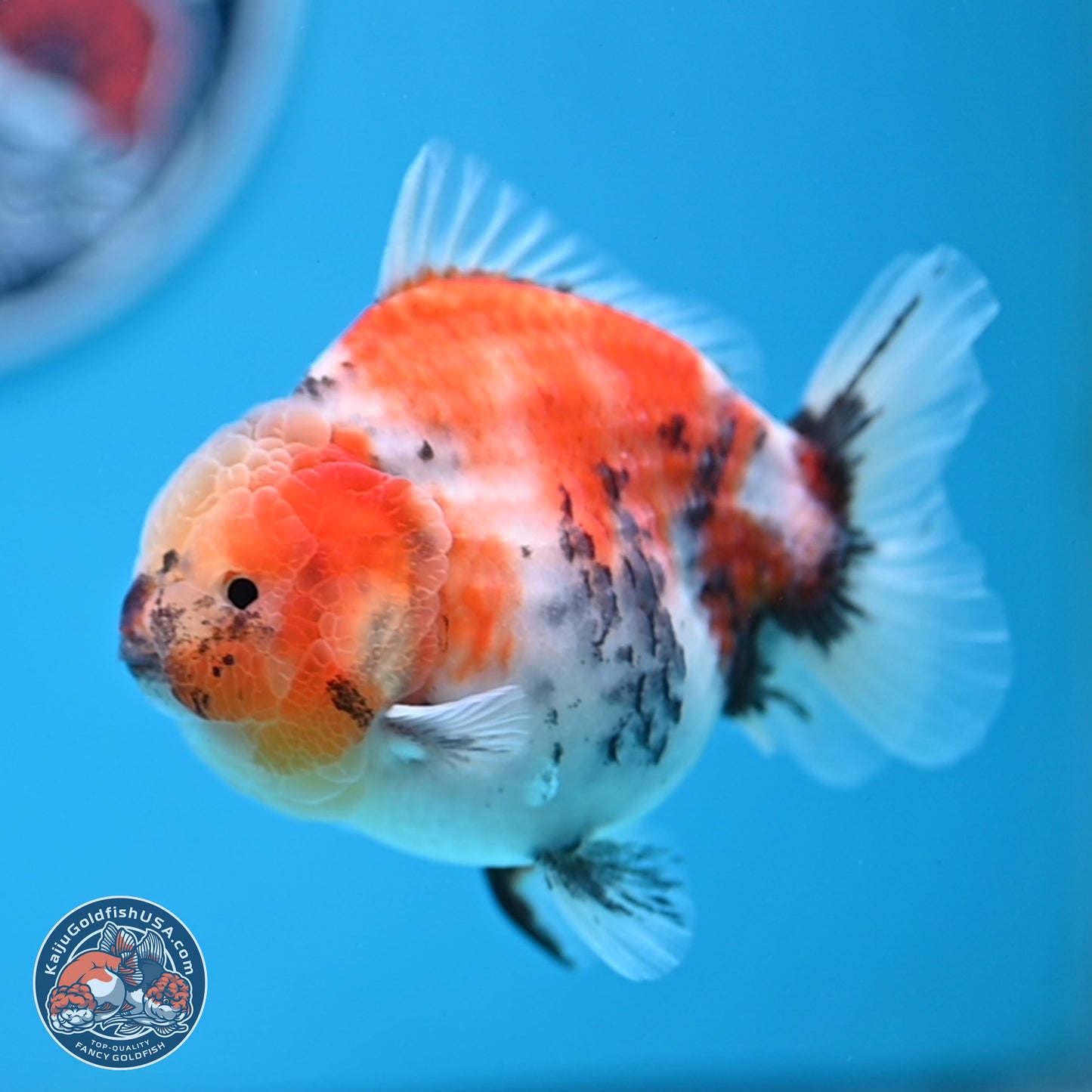 Tricolor Sakura YuanBao Oranda 3.5 inches Body - Male (250307_OR23)