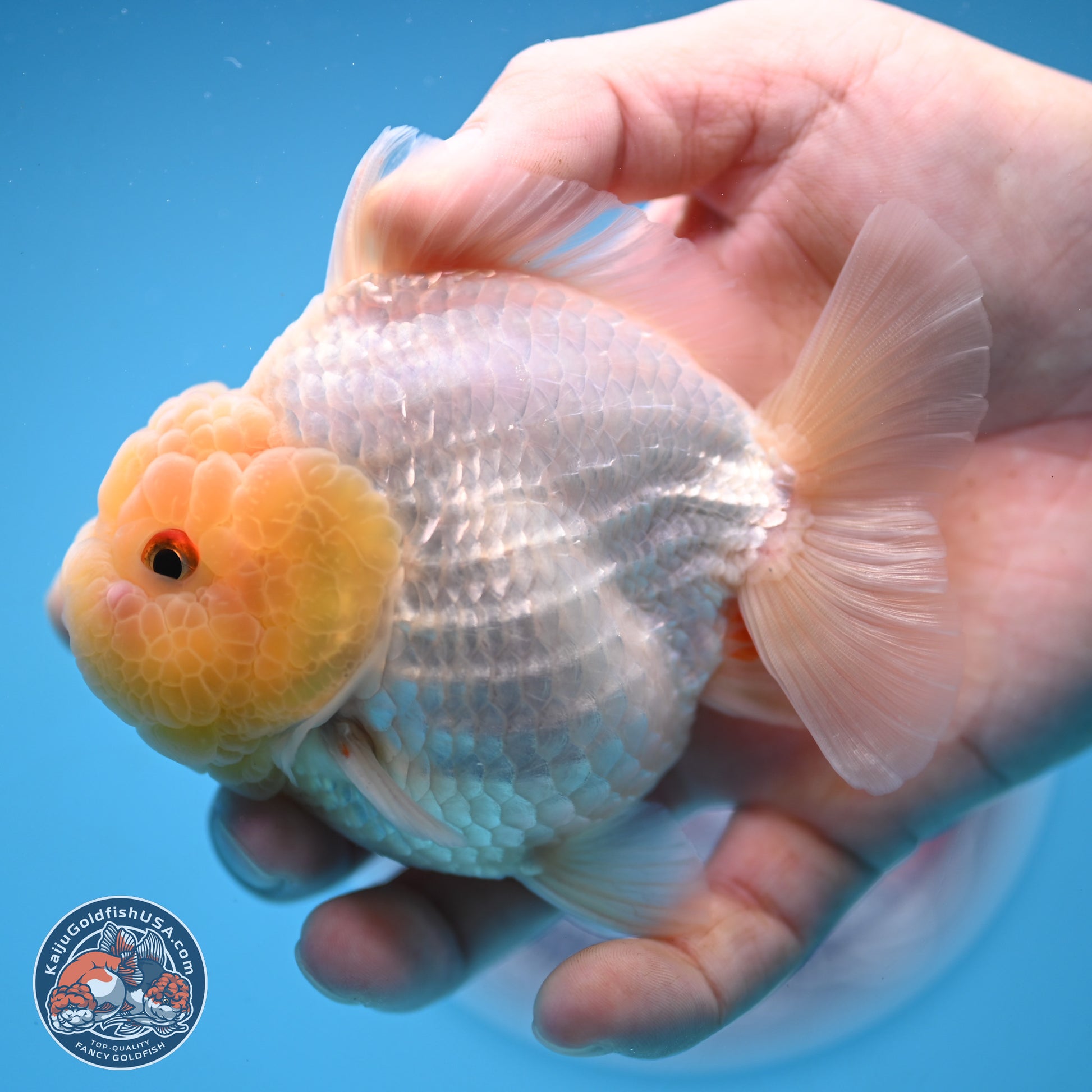 Lemon Head Red White YuanBao Oranda 3.25 inches Body - Male (241227_OR23) - Kaiju Goldfish USA