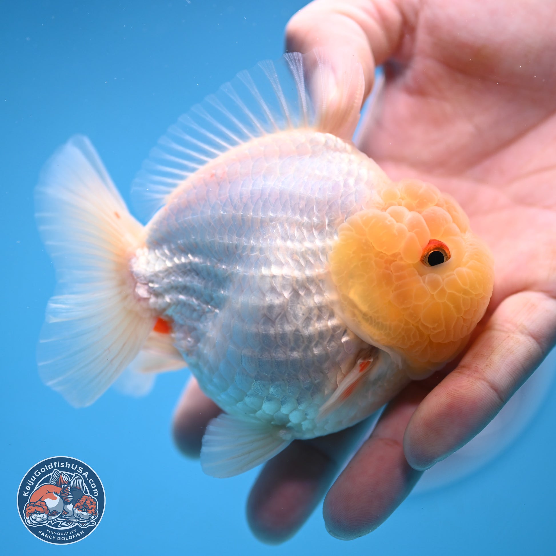 Lemon Head Red White YuanBao Oranda 3.25 inches Body - Male (241227_OR23) - Kaiju Goldfish USA