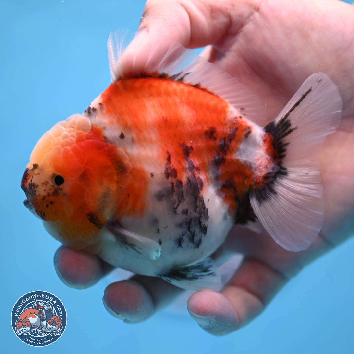 Tricolor Sakura YuanBao Oranda 3.5 inches Body - Male (250307_OR23)