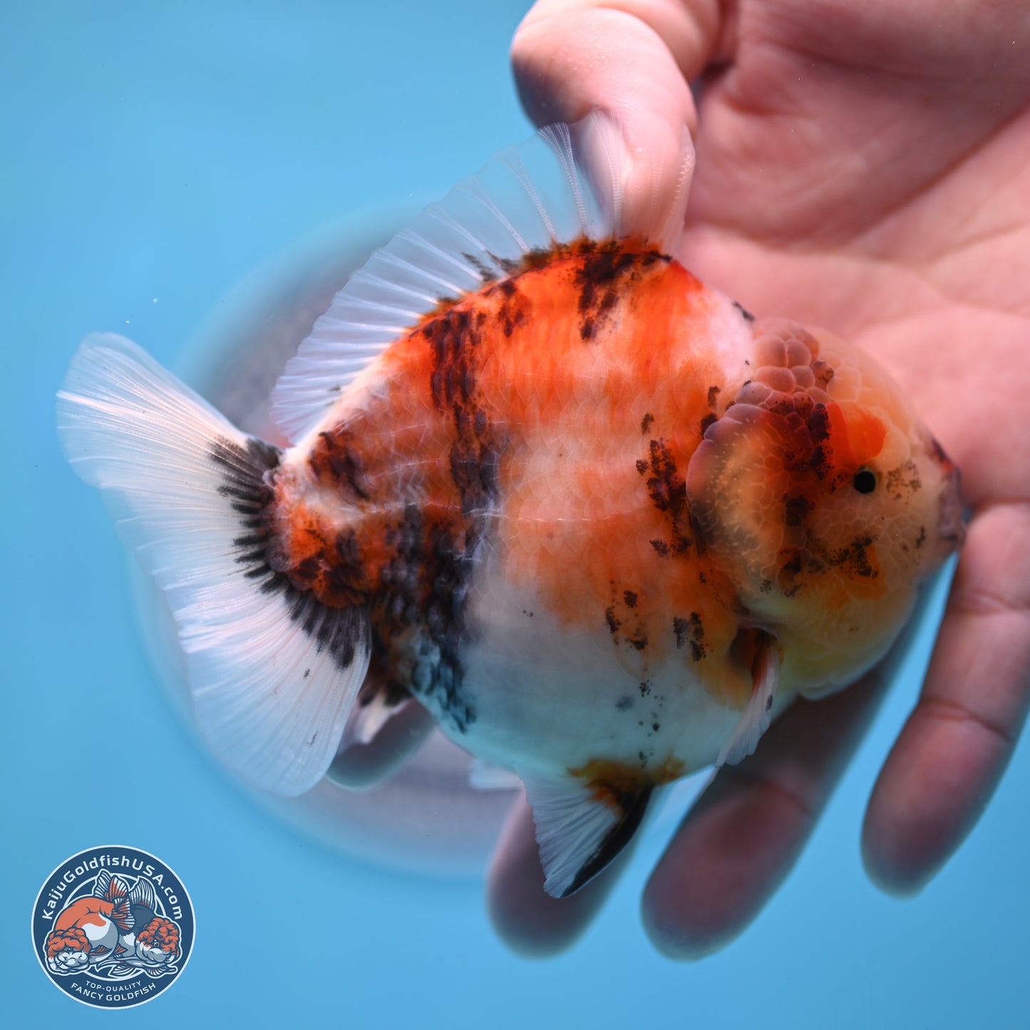 Tricolor Sakura YuanBao Oranda 3.5 inches Body - Male (250307_OR23)