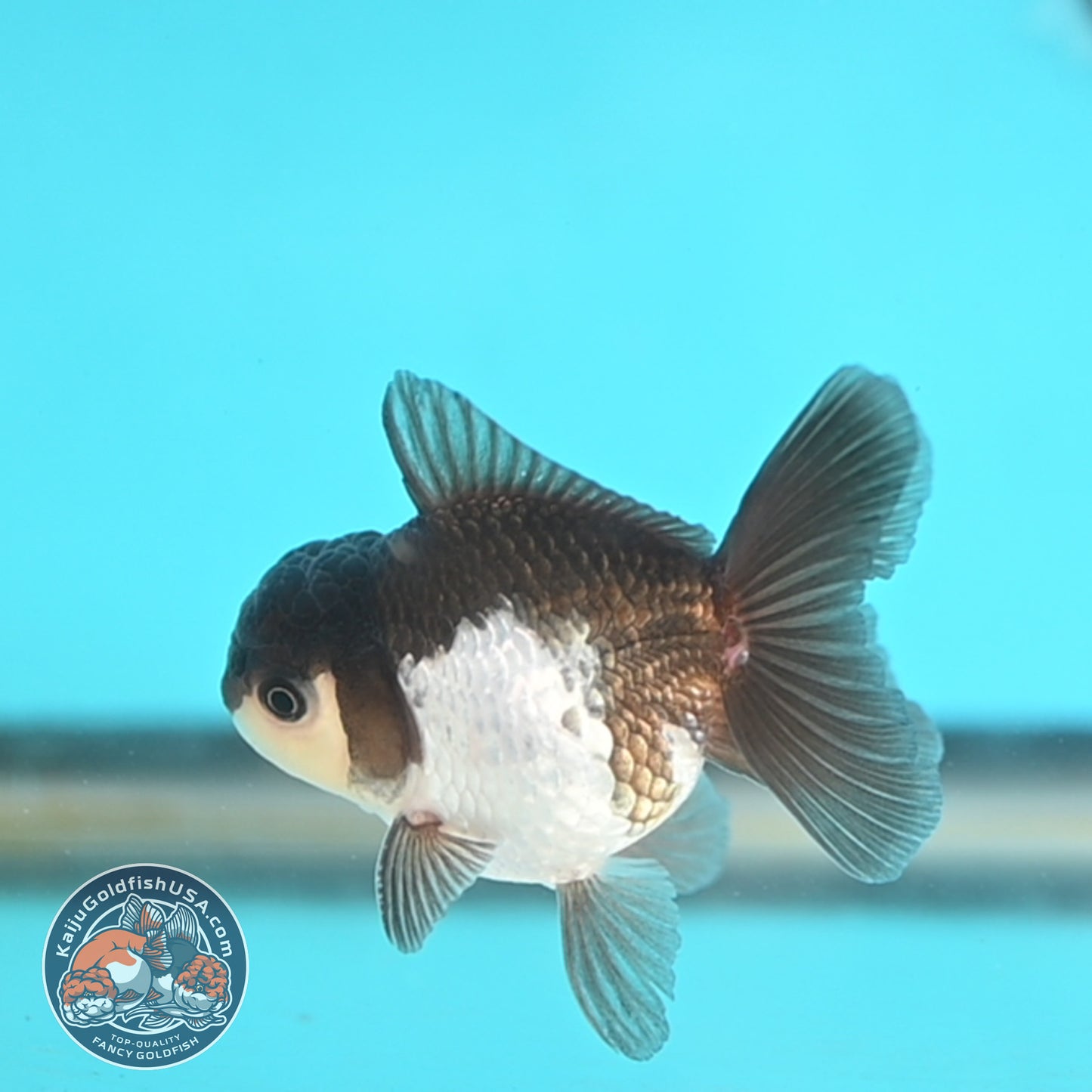 Panda Oranda 3 inches Body (250509_OR23)