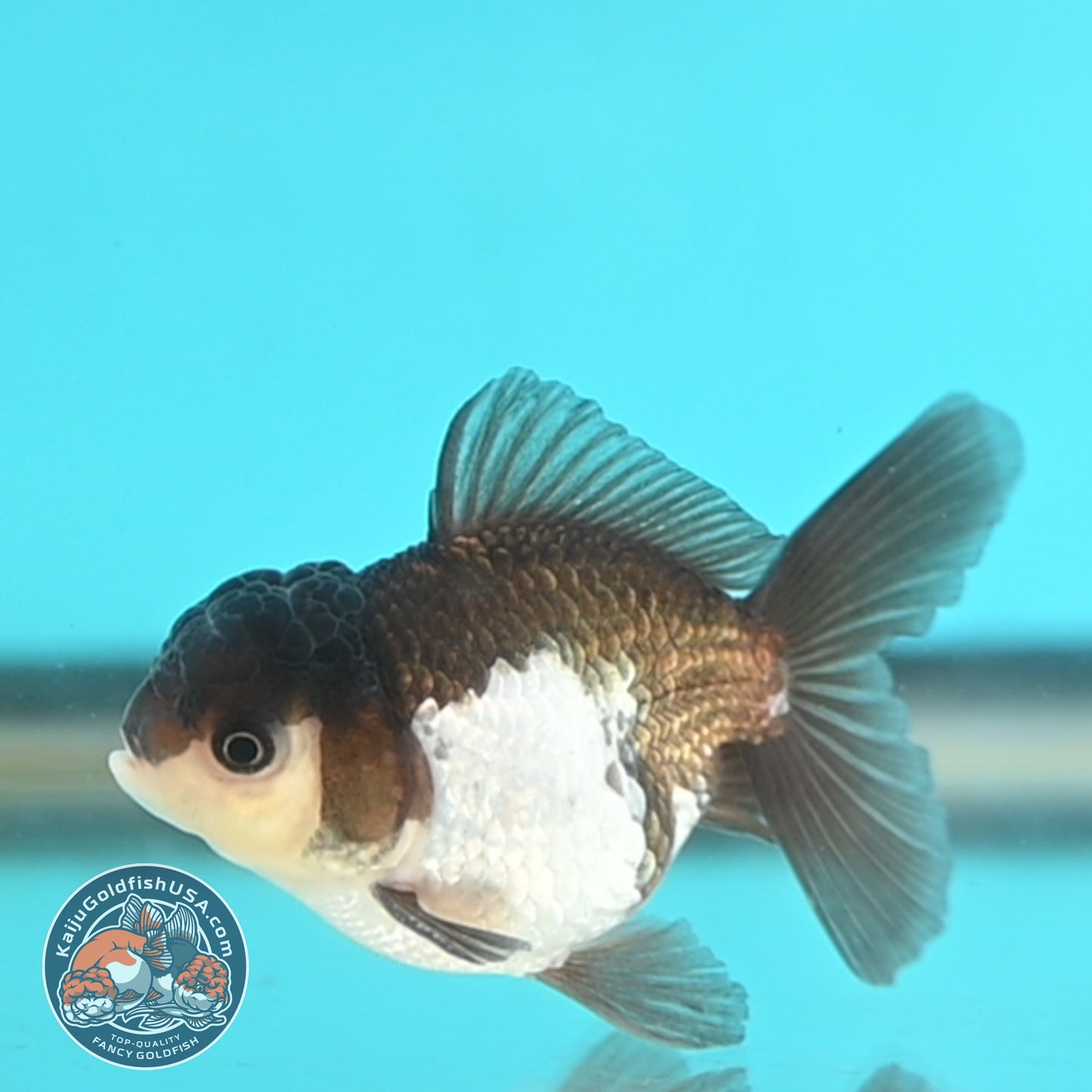 Panda Oranda 3 inches Body (250509_OR23)