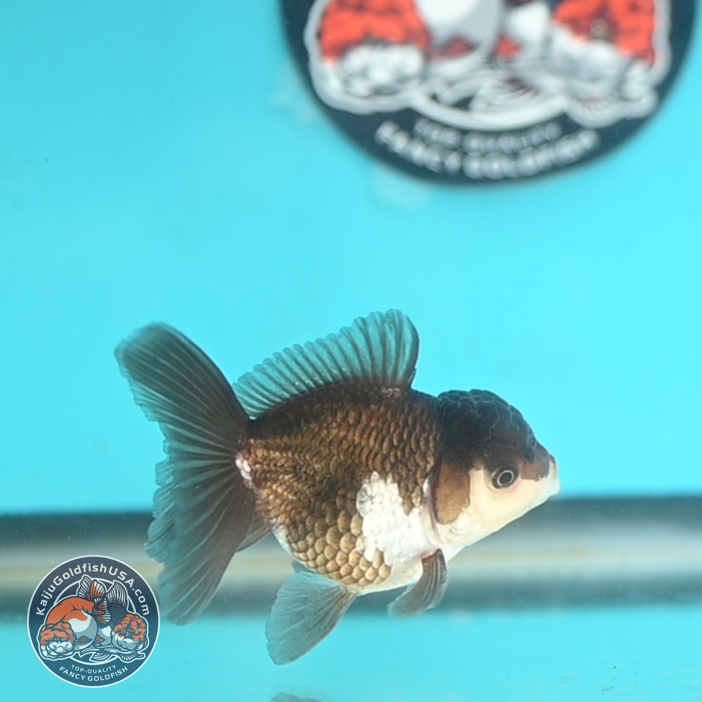 Panda Oranda 3 inches Body (250509_OR23)