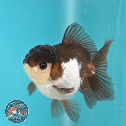 Panda Oranda 3 inches Body (250509_OR23)