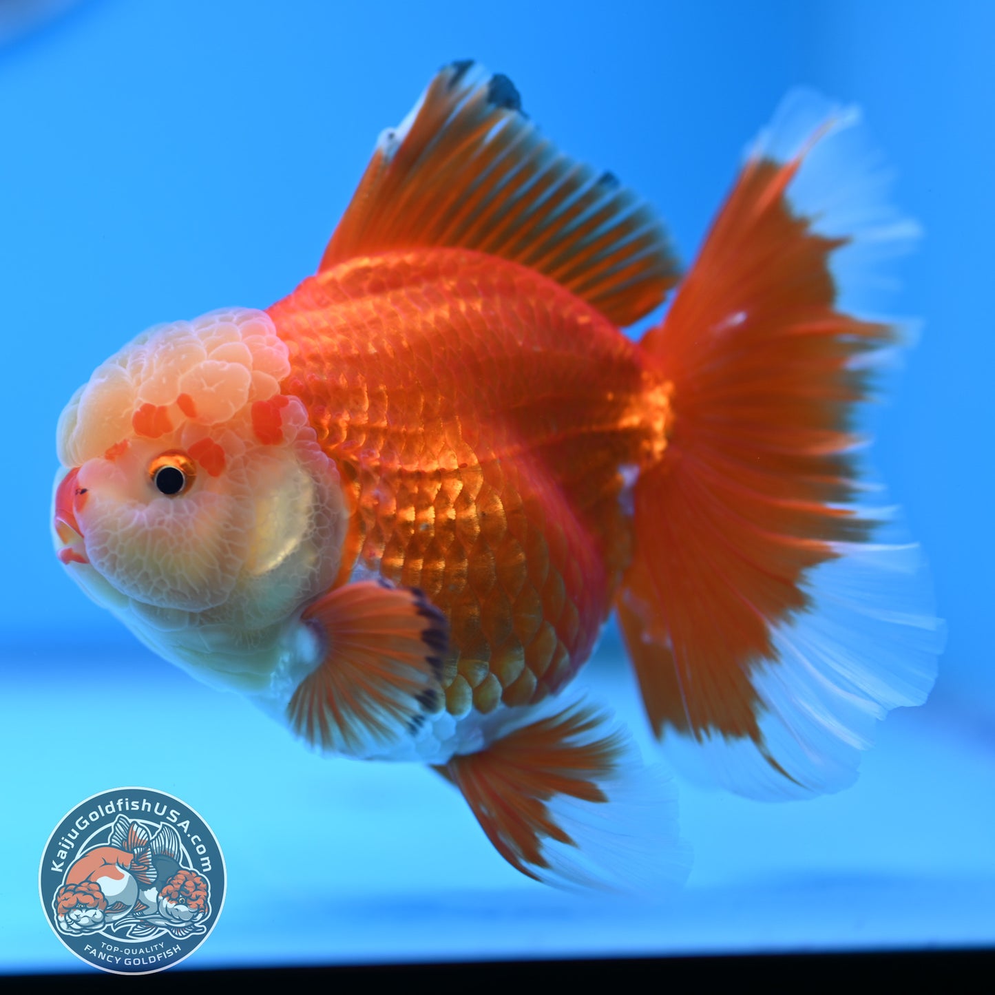 Jade Head Red White Rose Tail Oranda 3.5 inches Body (250509_OR24)