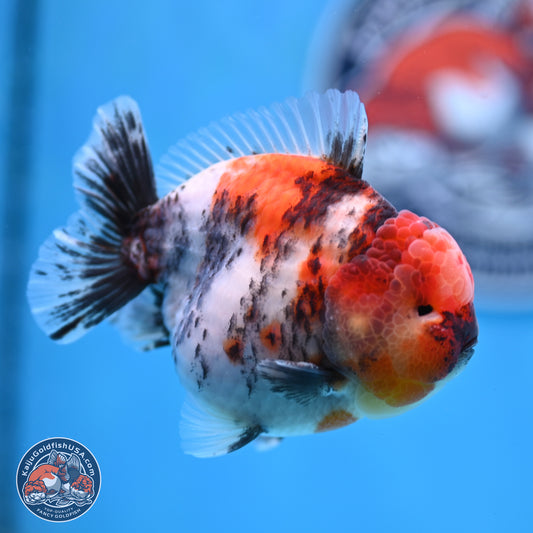 Tricolor Tiger YuanBao Oranda 3.5 inches Body - Male (250307_OR24)