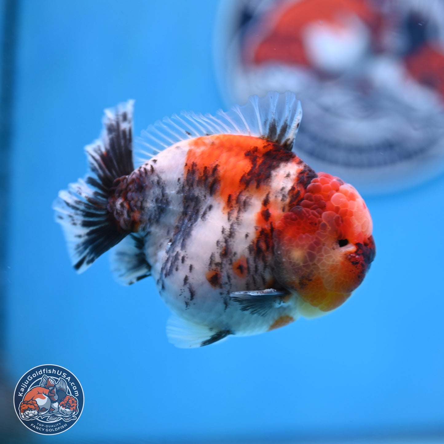 Tricolor Tiger YuanBao Oranda 3.5 inches Body - Male (250307_OR24)