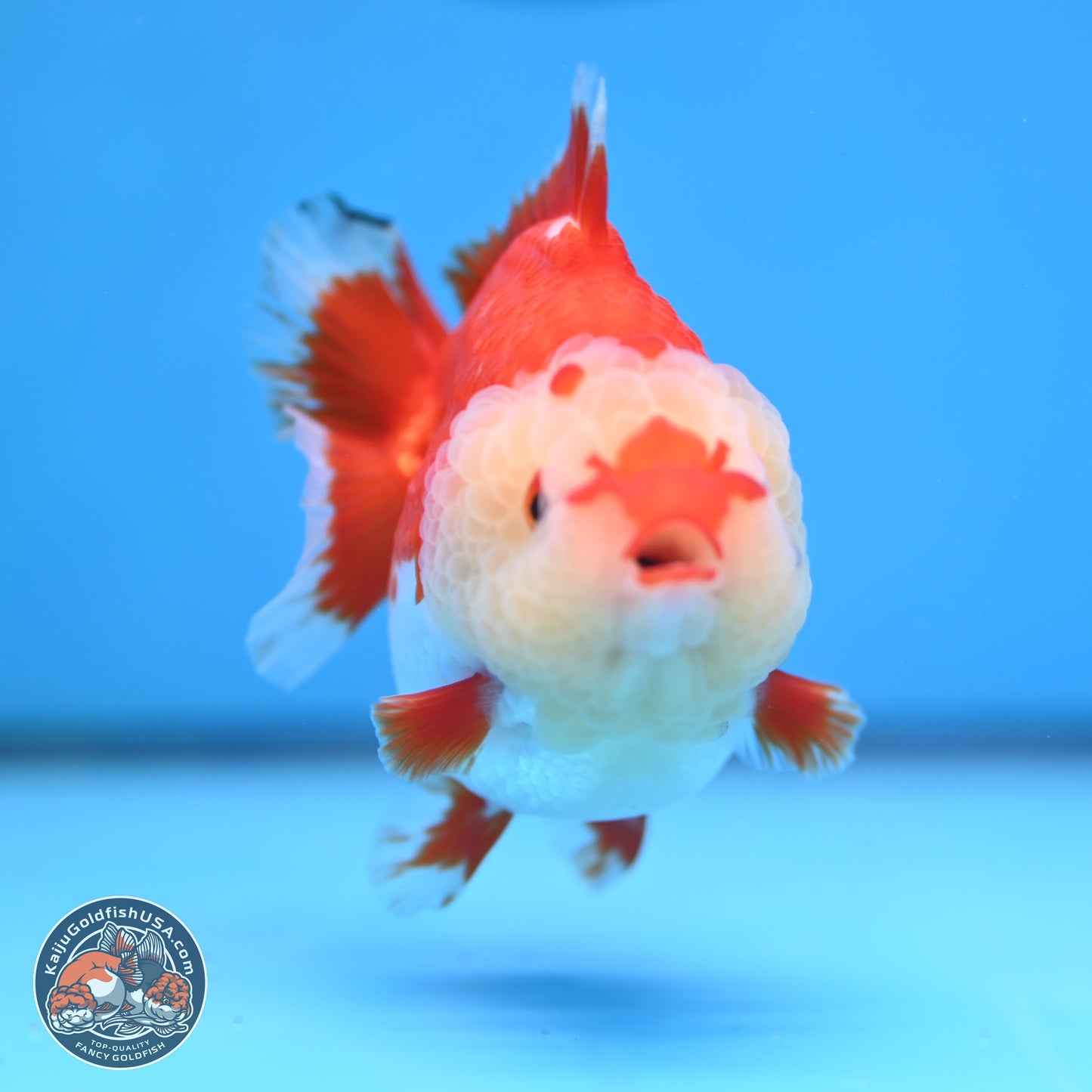 Red White YuanBao Oranda 3.5 inches Body - Female (250207_OR24)