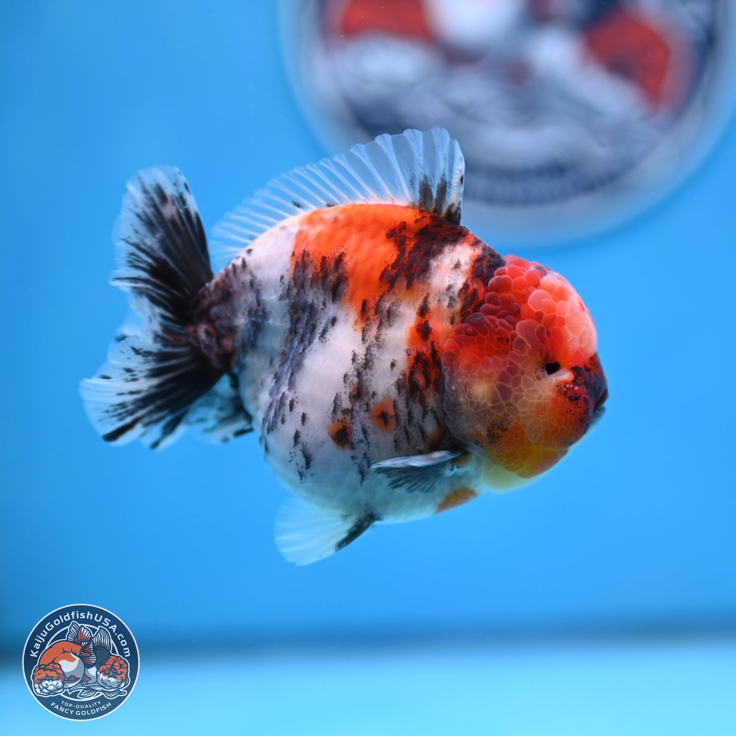 Tricolor Tiger YuanBao Oranda 3.5 inches Body - Male (250307_OR24)