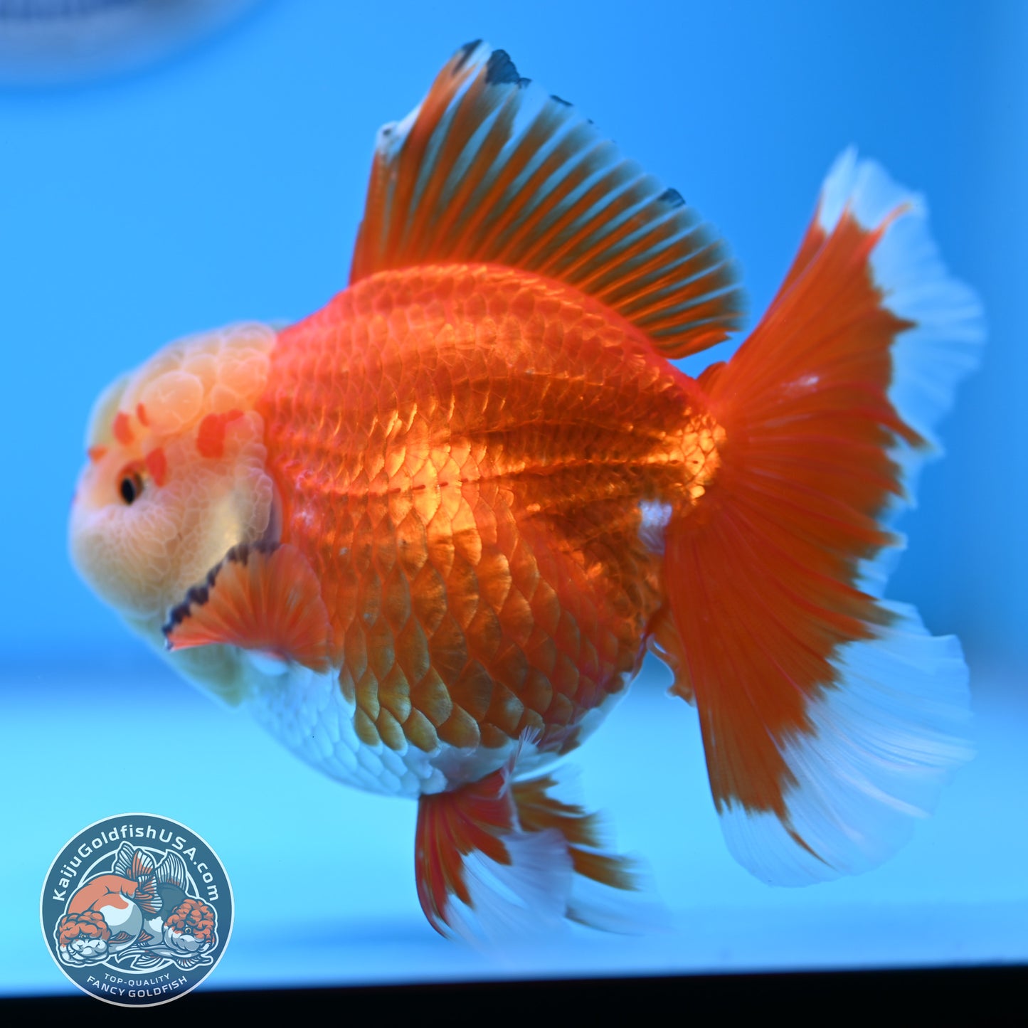 Jade Head Red White Rose Tail Oranda 3.5 inches Body (250509_OR24)