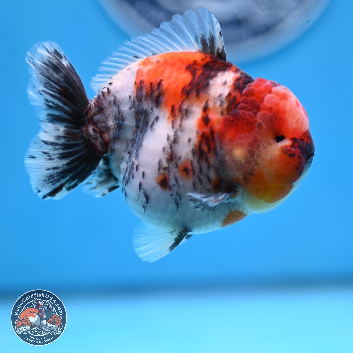 Tricolor Tiger YuanBao Oranda 3.5 inches Body - Male (250307_OR24)