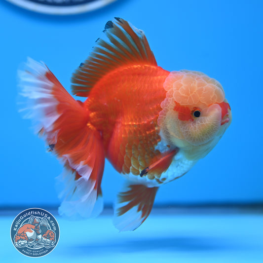 Jade Head Red White Rose Tail Oranda 3.5 inches Body (250509_OR24)
