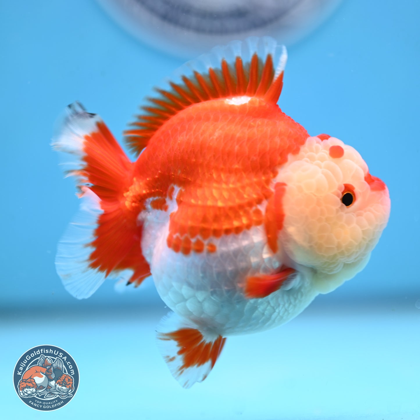 Red White YuanBao Oranda 3.5 inches Body - Female (250207_OR24)