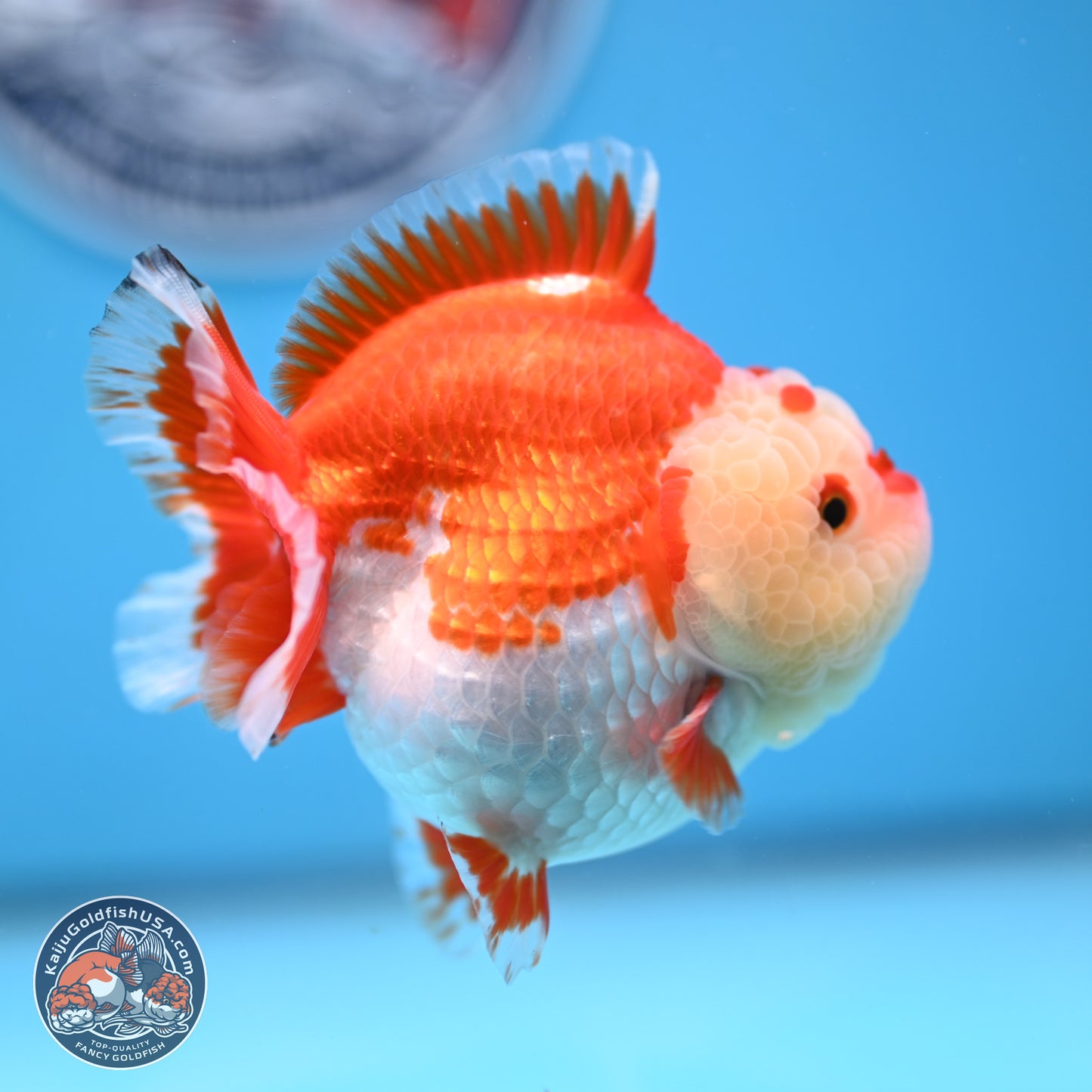 Red White YuanBao Oranda 3.5 inches Body - Female (250207_OR24)