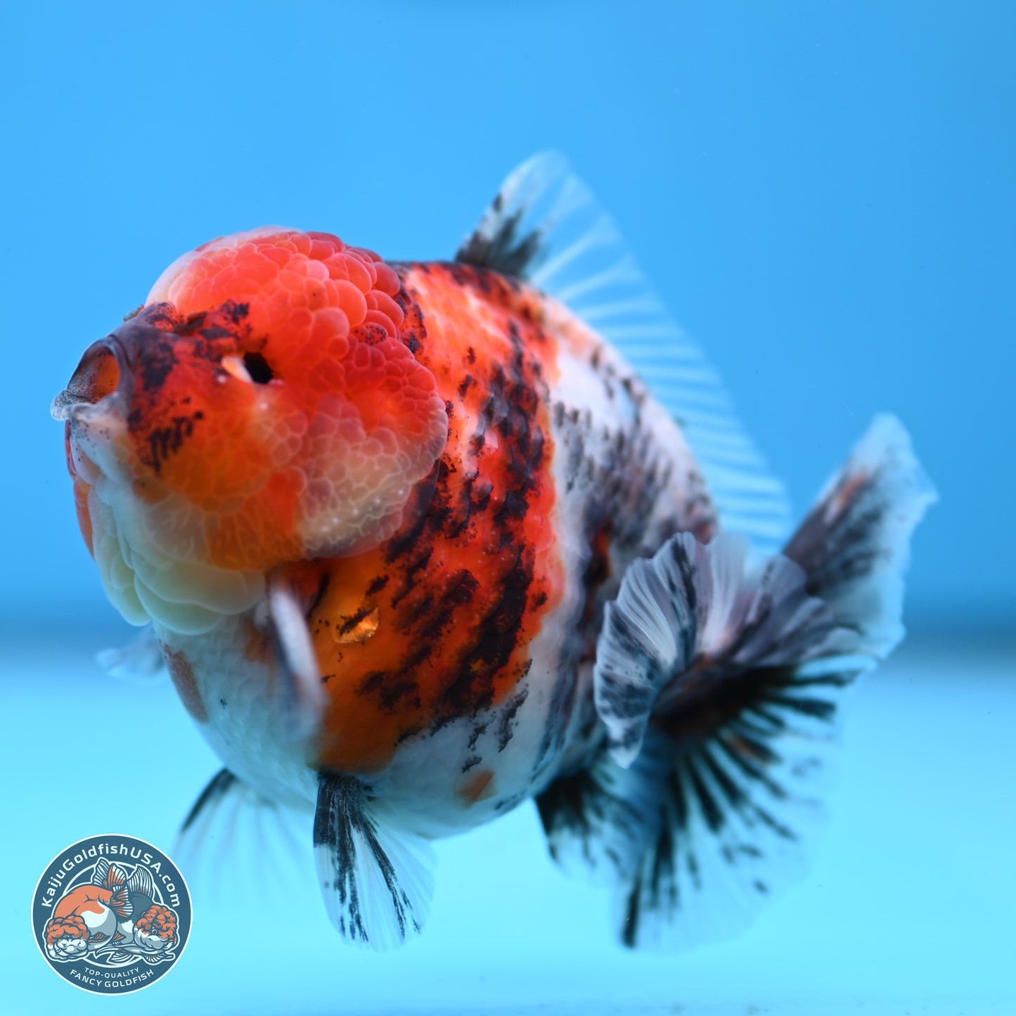 Tricolor Tiger YuanBao Oranda 3.5 inches Body - Male (250307_OR24)