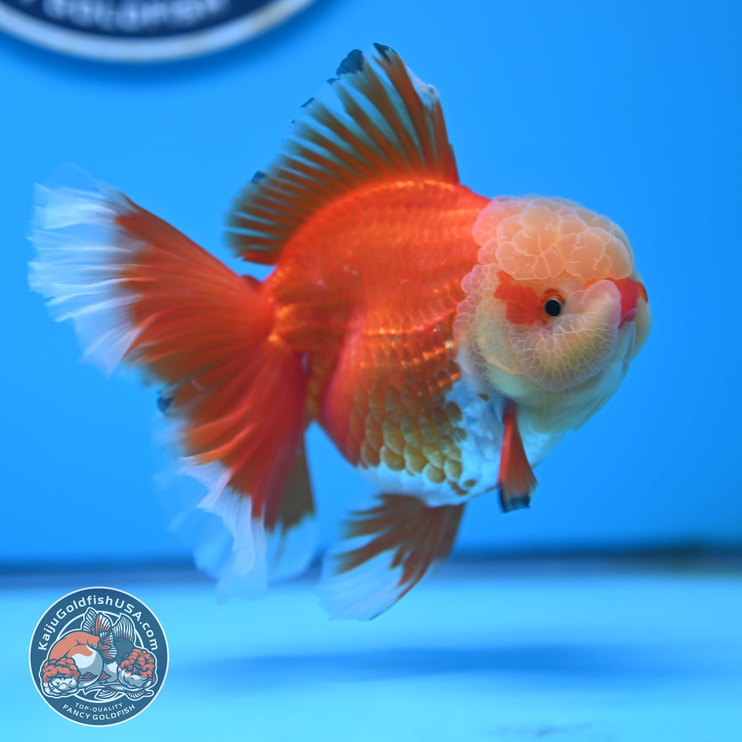Jade Head Red White Rose Tail Oranda 3.5 inches Body (250509_OR24)