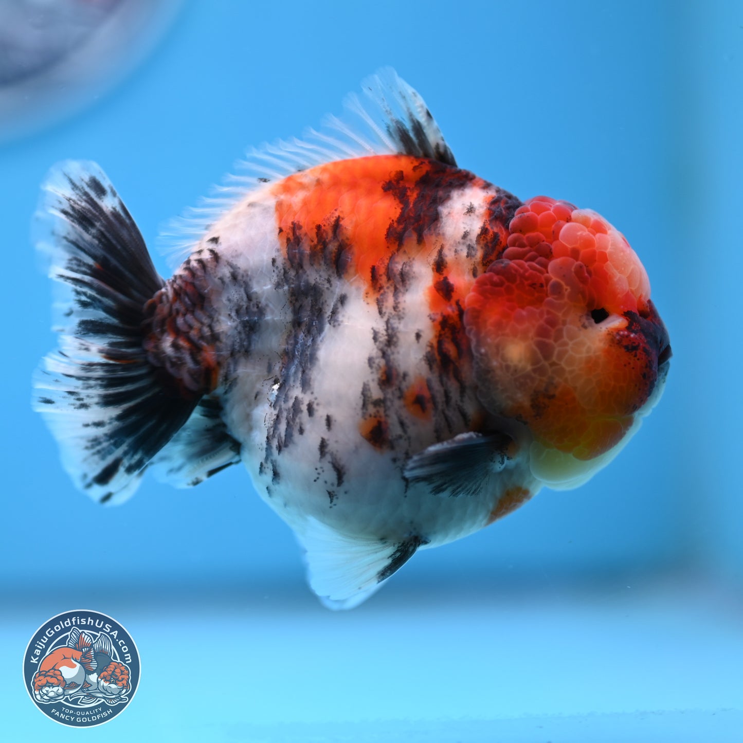 Tricolor Tiger YuanBao Oranda 3.5 inches Body - Male (250307_OR24)