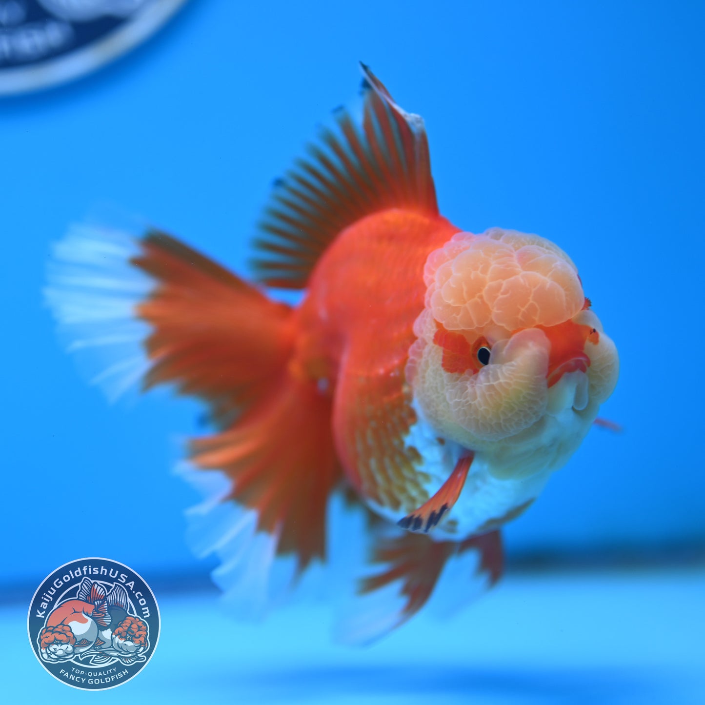Jade Head Red White Rose Tail Oranda 3.5 inches Body (250509_OR24)