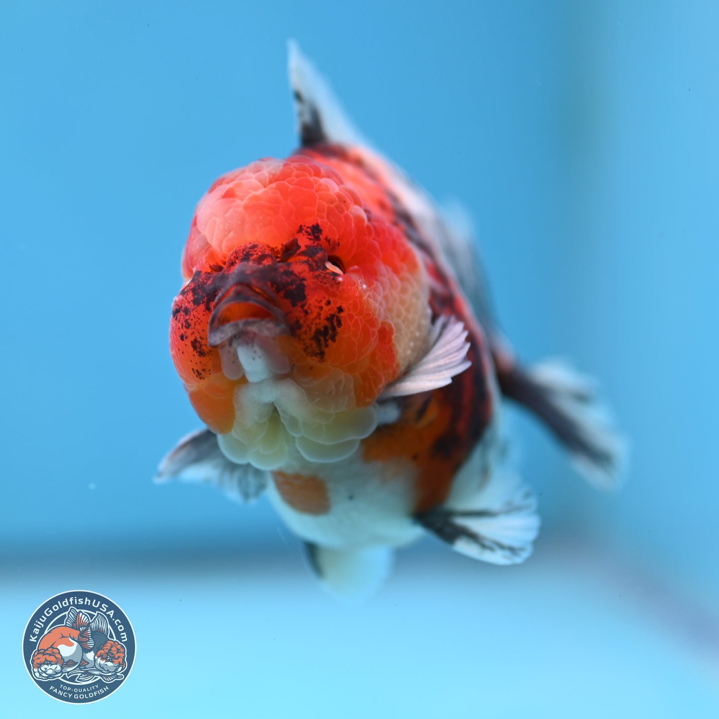 Tricolor Tiger YuanBao Oranda 3.5 inches Body - Male (250307_OR24)