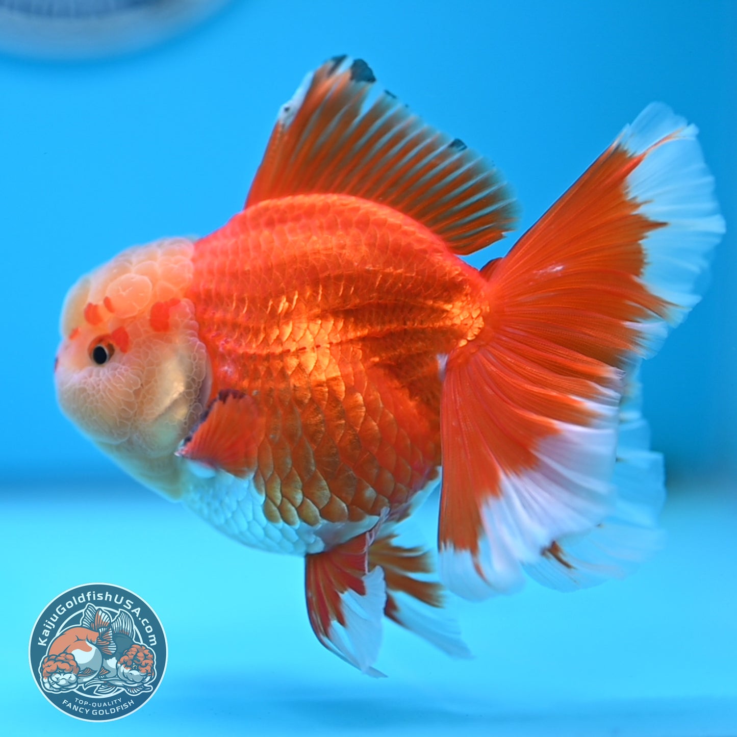 Jade Head Red White Rose Tail Oranda 3.5 inches Body (250509_OR24)