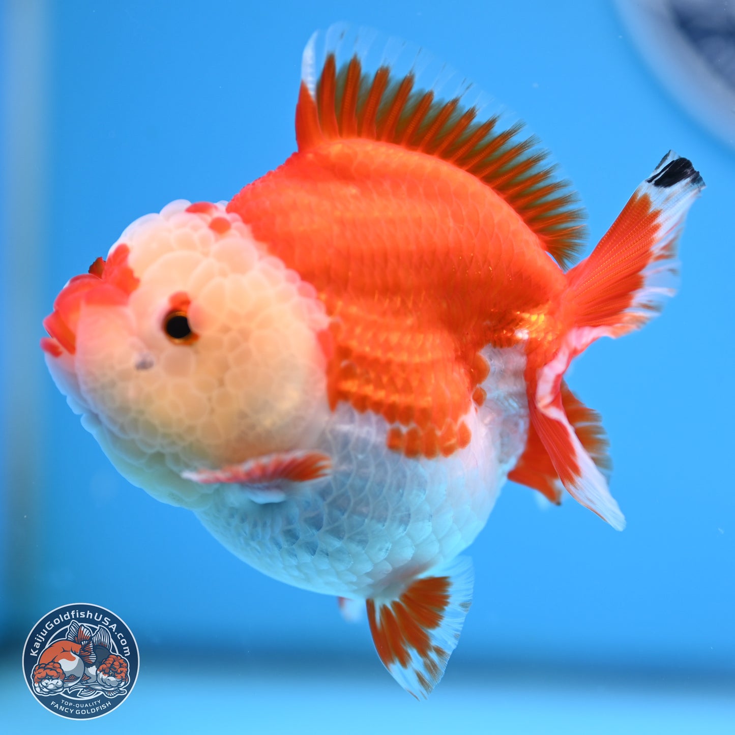 Red White YuanBao Oranda 3.5 inches Body - Female (250207_OR24)