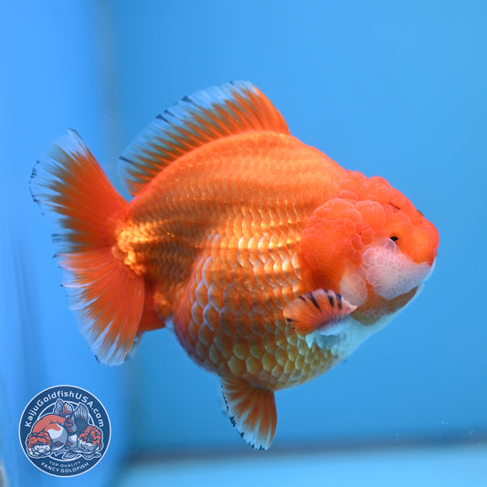 Jumbo Shogun Godzilla Classic Gold Oranda 4.5 inch Body (250822_OR24)