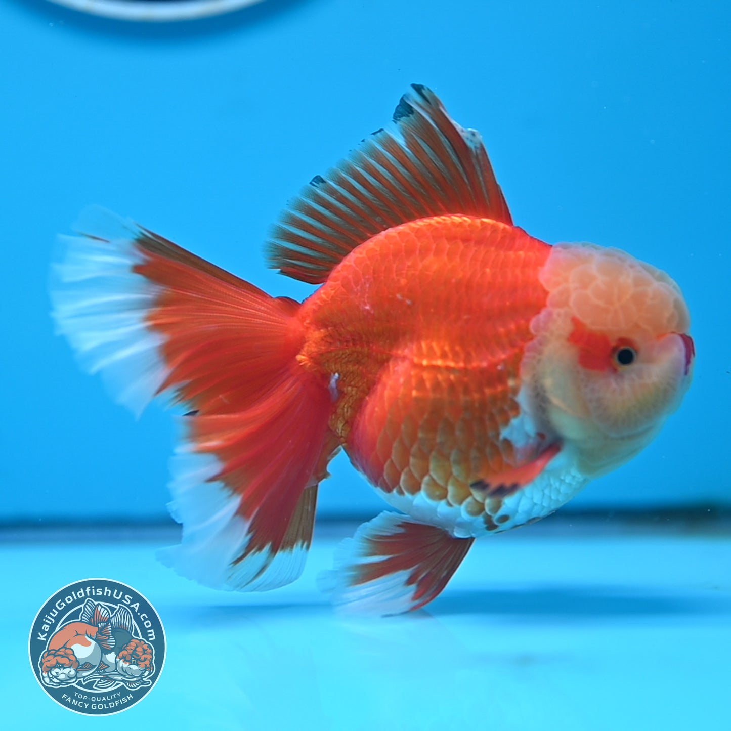 Jade Head Red White Rose Tail Oranda 3.5 inches Body (250509_OR24)