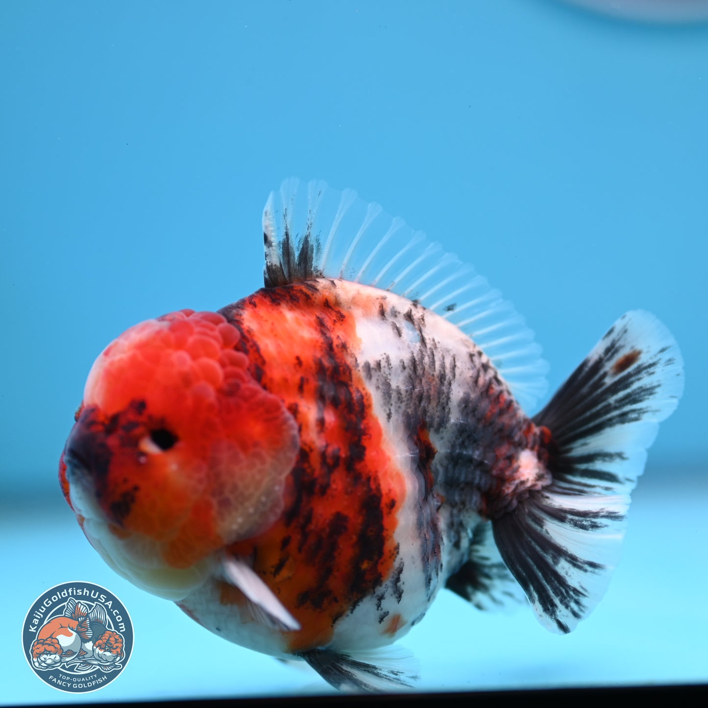 Tricolor Tiger YuanBao Oranda 3.5 inches Body - Male (250307_OR24)
