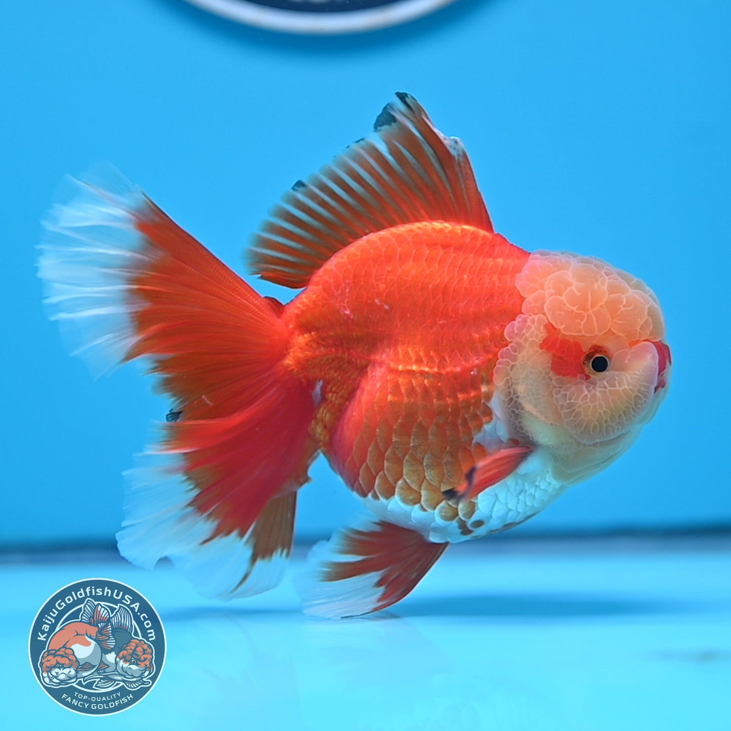 Jade Head Red White Rose Tail Oranda 3.5 inches Body (250509_OR24)