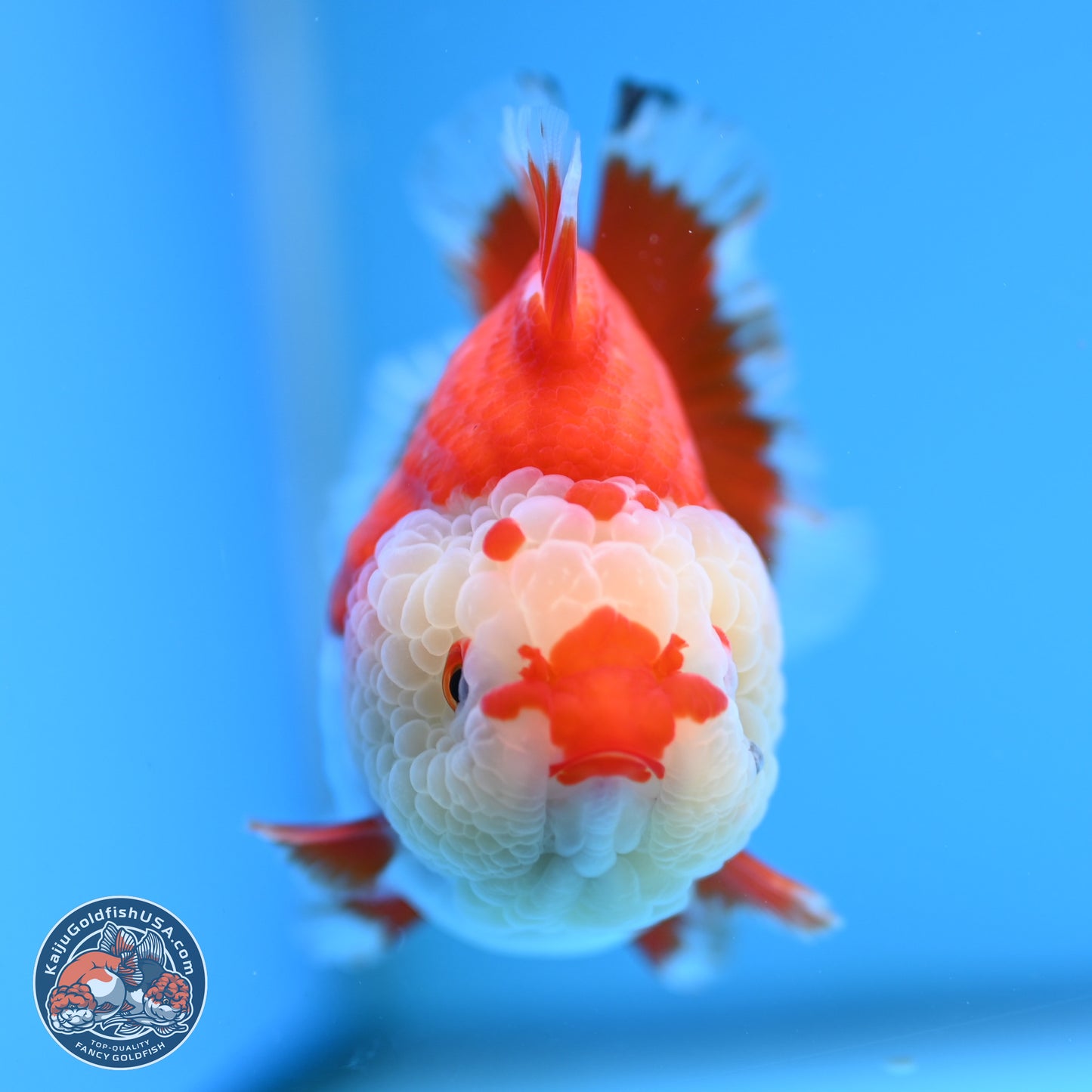 Red White YuanBao Oranda 3.5 inches Body - Female (250207_OR24)
