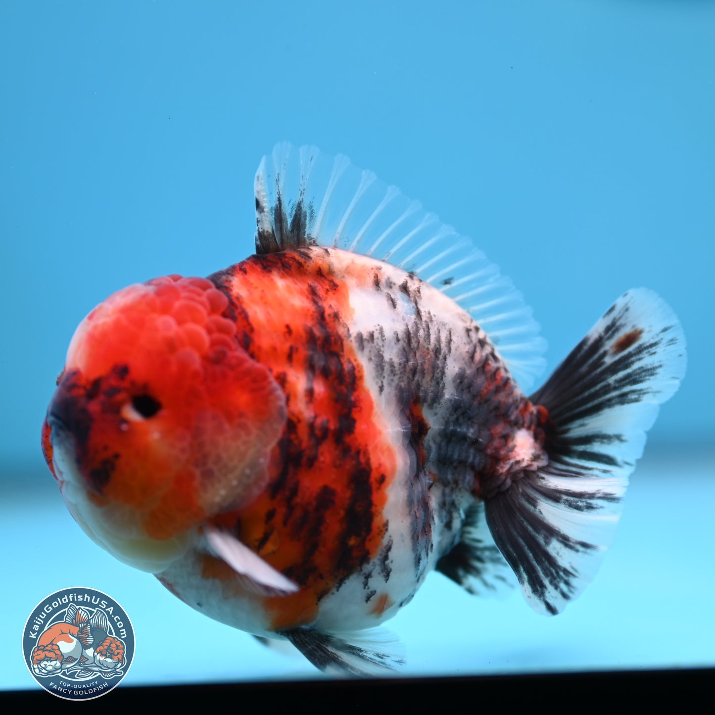 Tricolor Tiger YuanBao Oranda 3.5 inches Body - Male (250307_OR24)