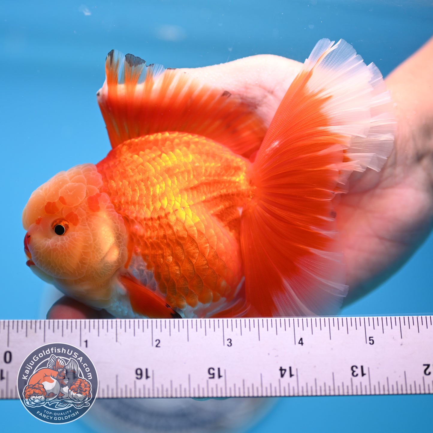 Jade Head Red White Rose Tail Oranda 3.5 inches Body (250509_OR24)