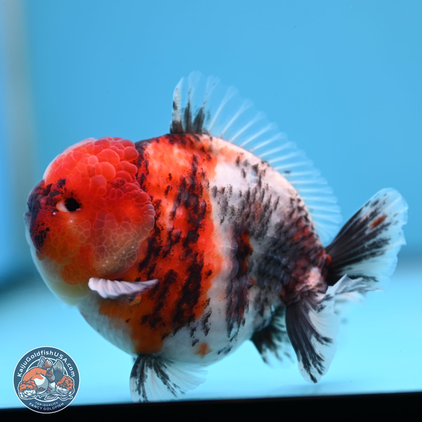 Tricolor Tiger YuanBao Oranda 3.5 inches Body - Male (250307_OR24)