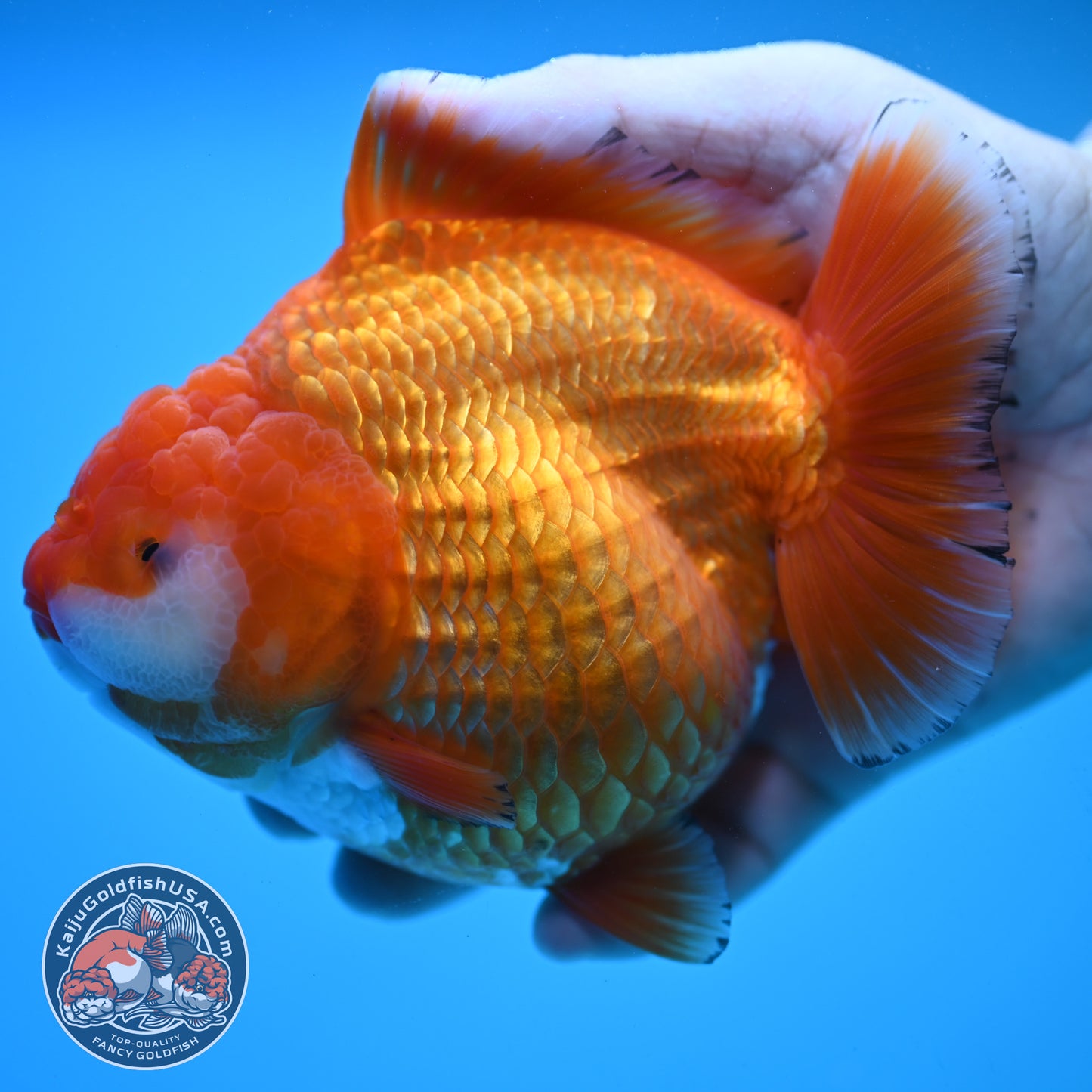 Jumbo Shogun Godzilla Classic Gold Oranda 4.5 inch Body (250822_OR24)