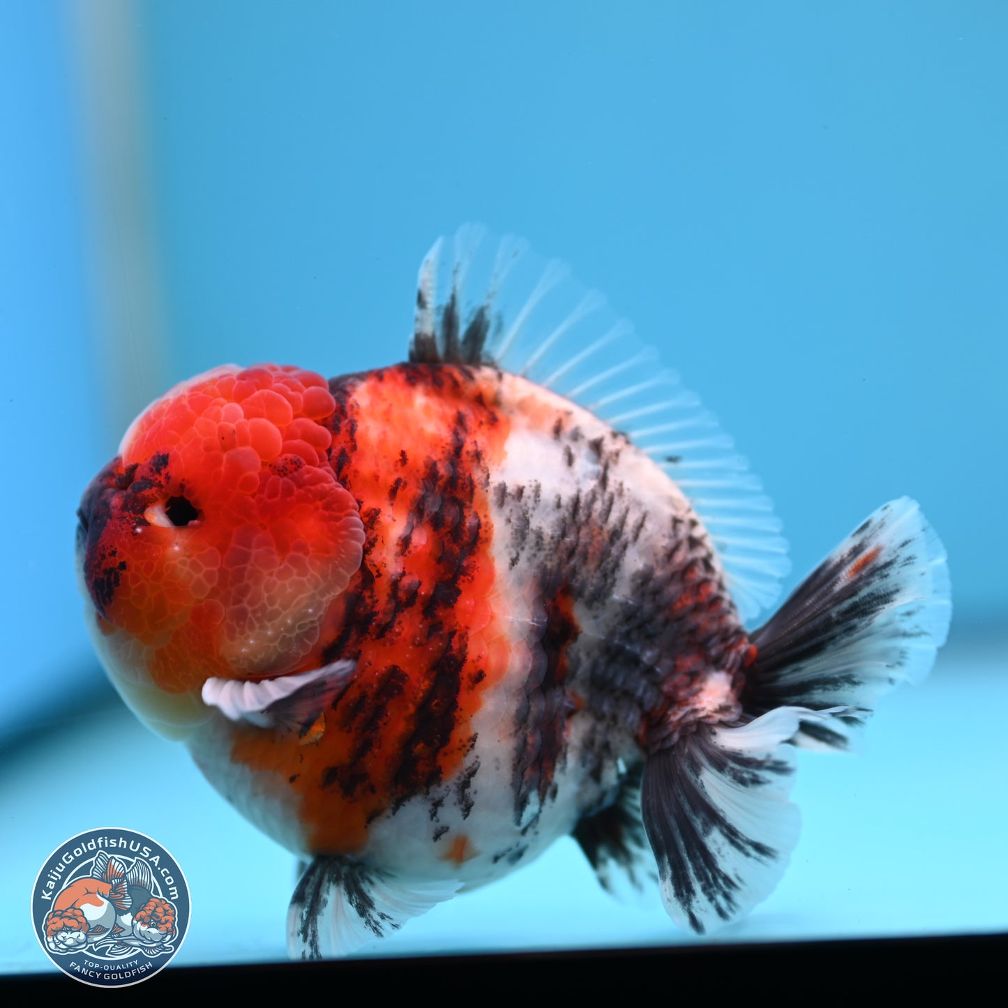 Tricolor Tiger YuanBao Oranda 3.5 inches Body - Male (250307_OR24)