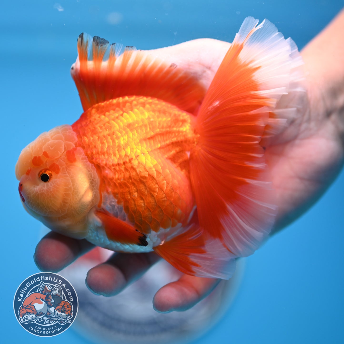 Jade Head Red White Rose Tail Oranda 3.5 inches Body (250509_OR24)