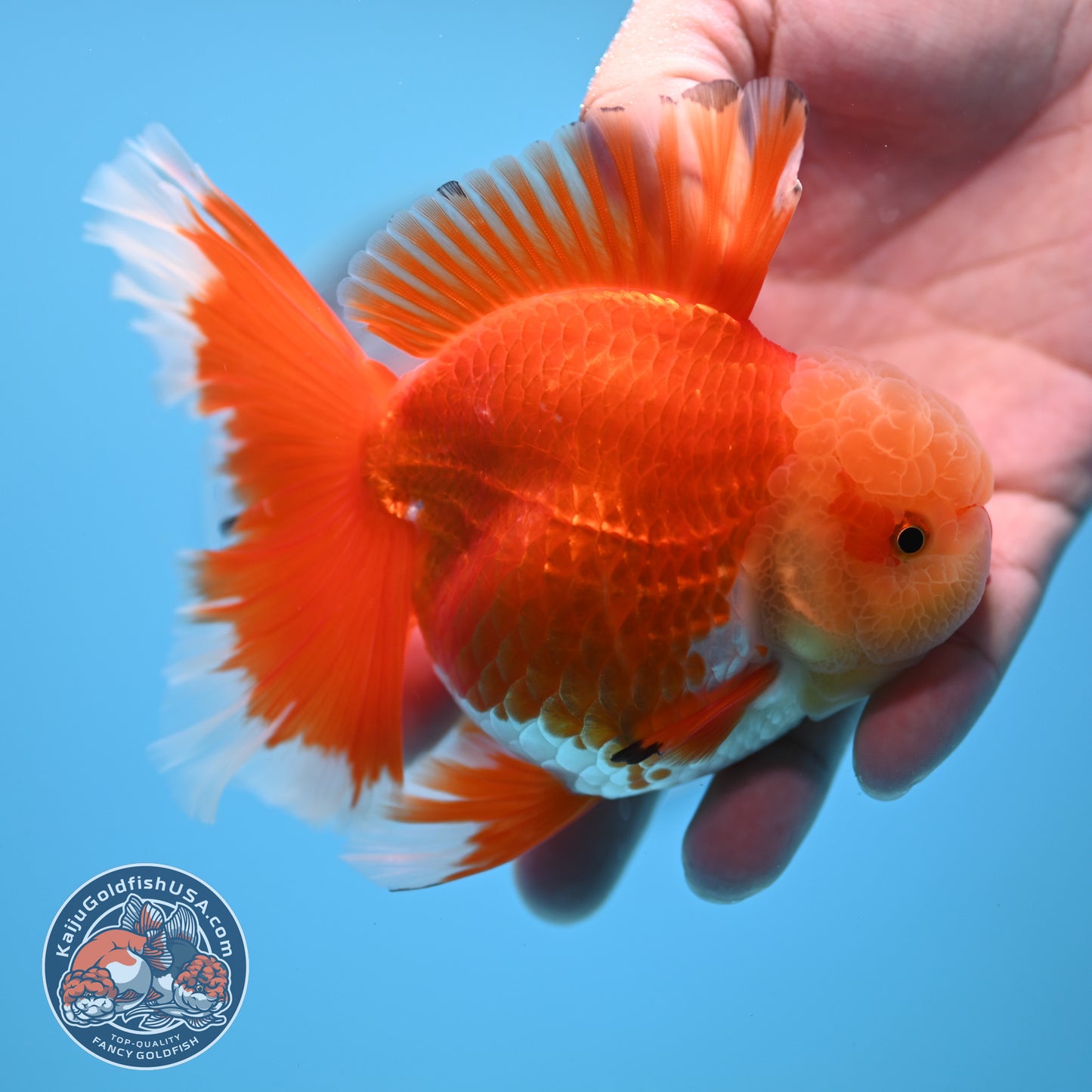 Jade Head Red White Rose Tail Oranda 3.5 inches Body (250509_OR24)