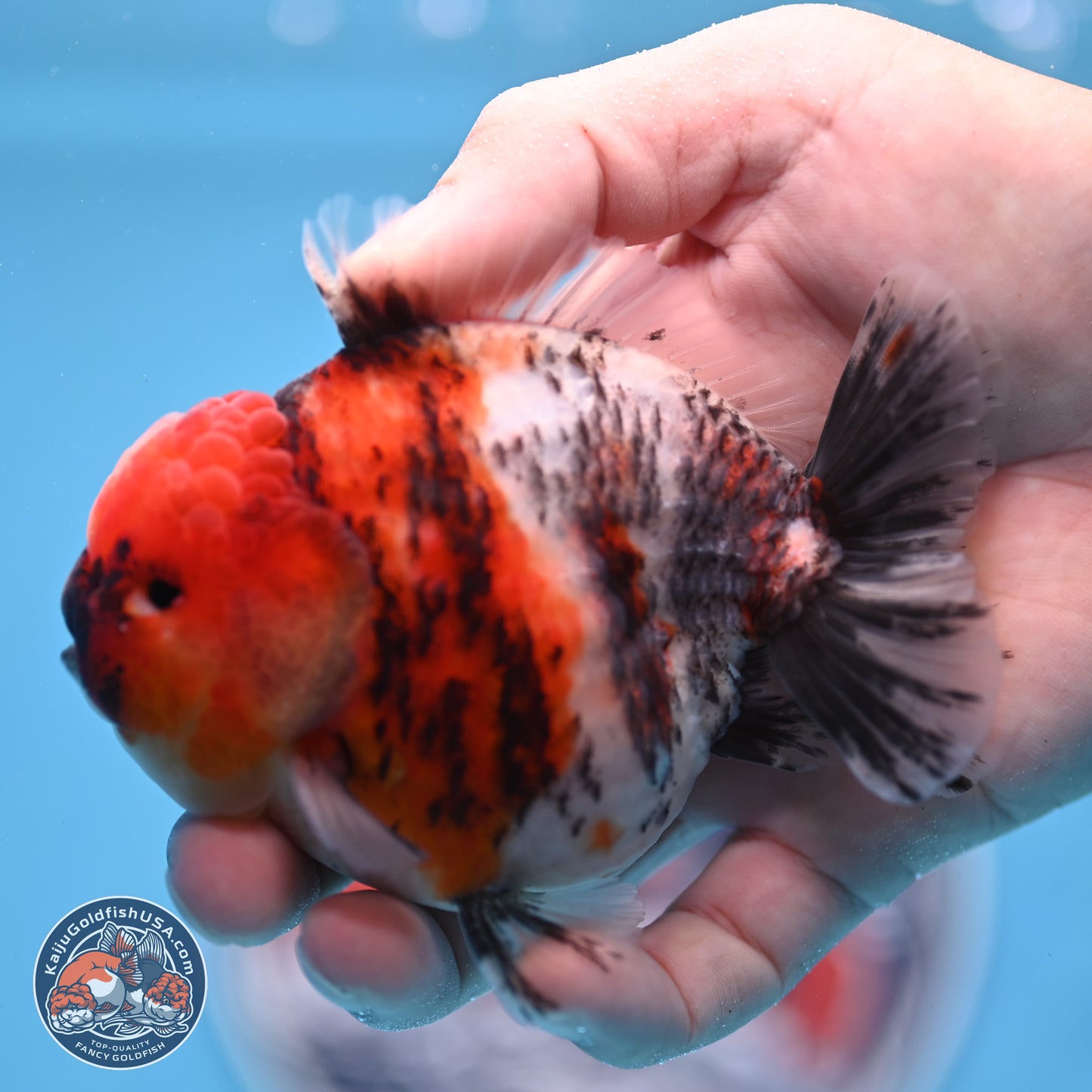 Tricolor Tiger YuanBao Oranda 3.5 inches Body - Male (250307_OR24)