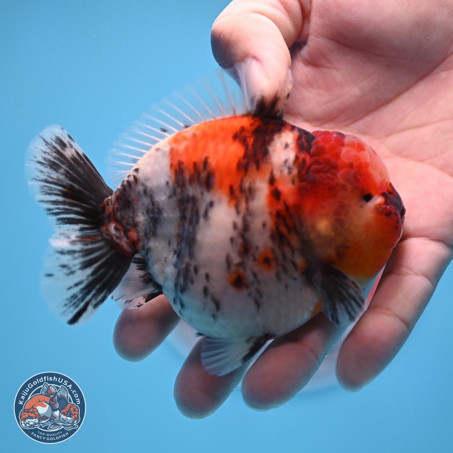 Tricolor Tiger YuanBao Oranda 3.5 inches Body - Male (250307_OR24)