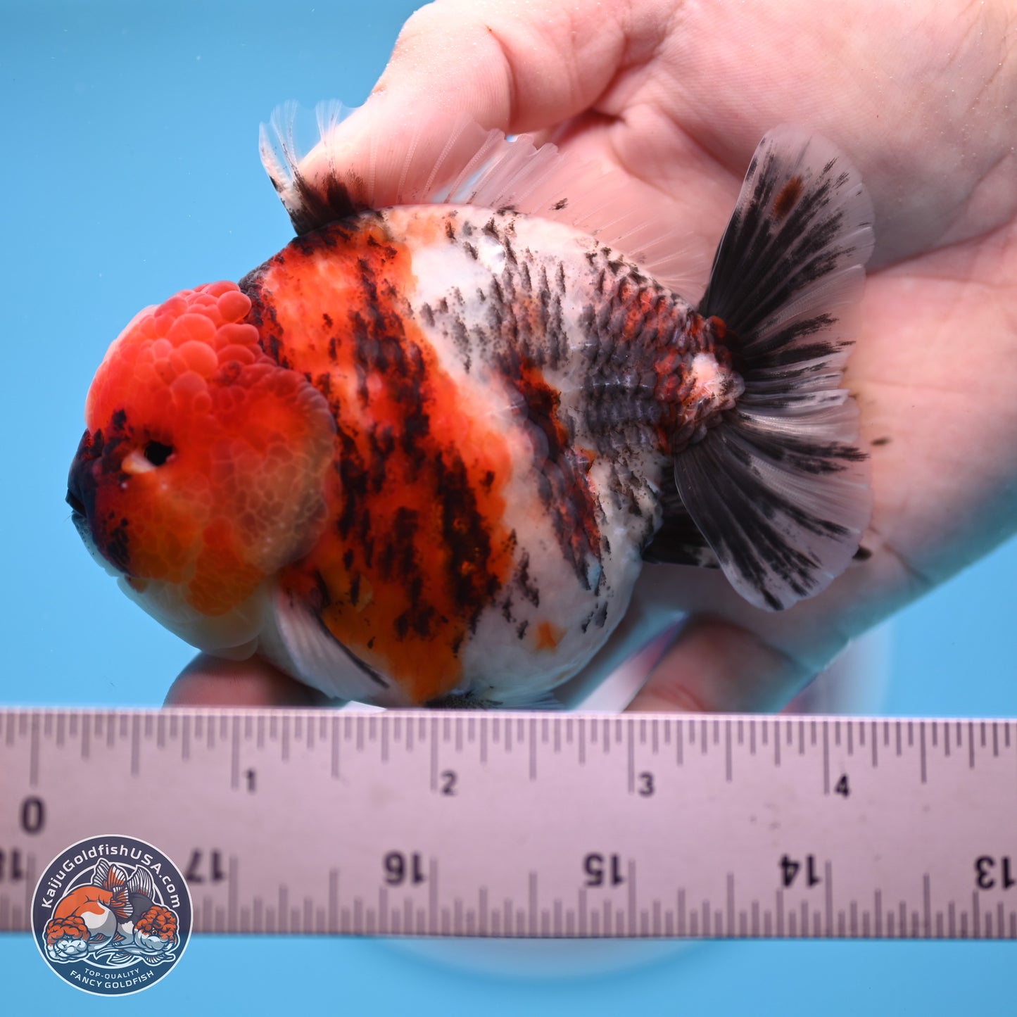 Tricolor Tiger YuanBao Oranda 3.5 inches Body - Male (250307_OR24)