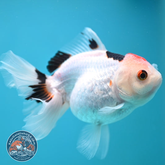 Tricolor Oranda 3.5 inch Body (250613_OR24)