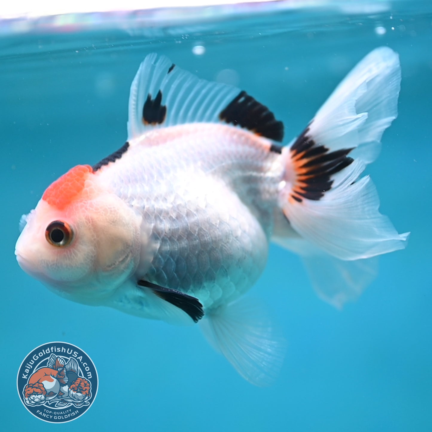 Tricolor Oranda 3.5 inch Body (250613_OR24)