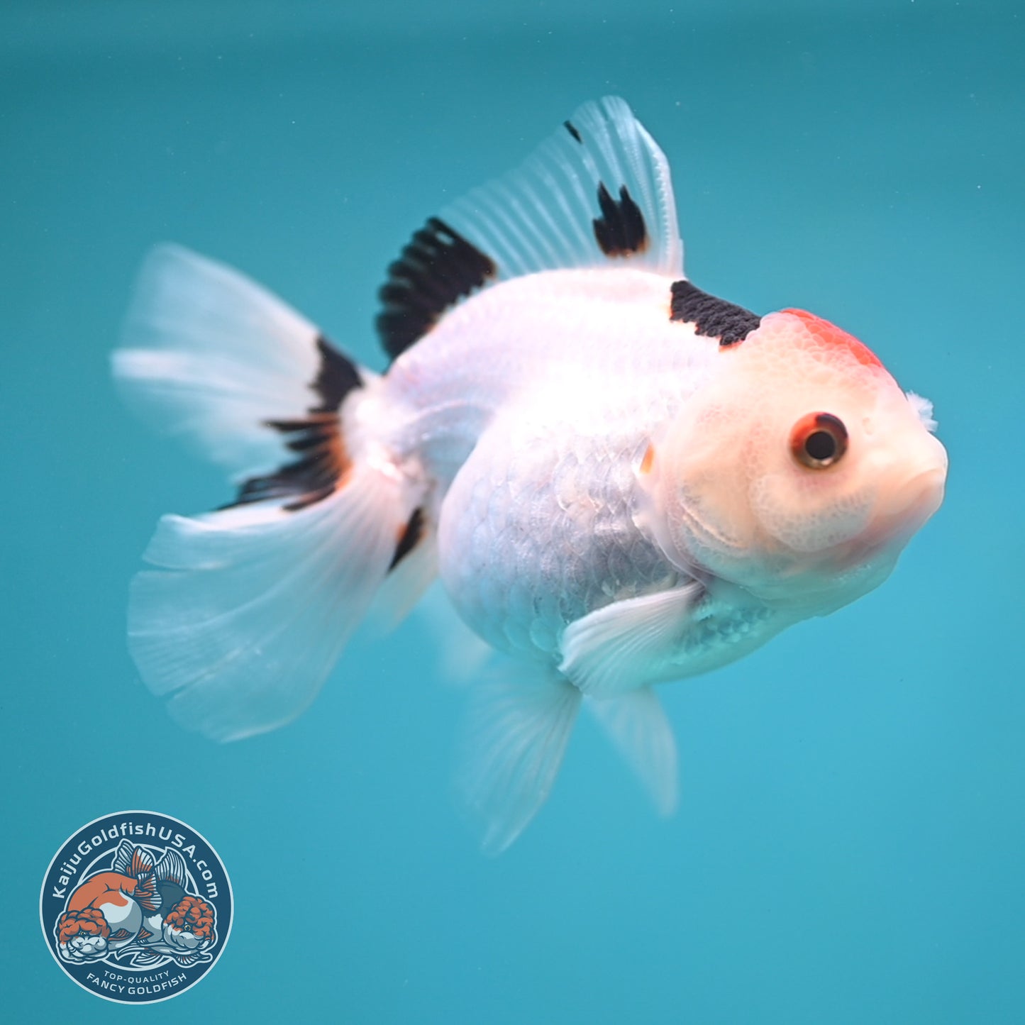 Tricolor Oranda 3.5 inch Body (250613_OR24)