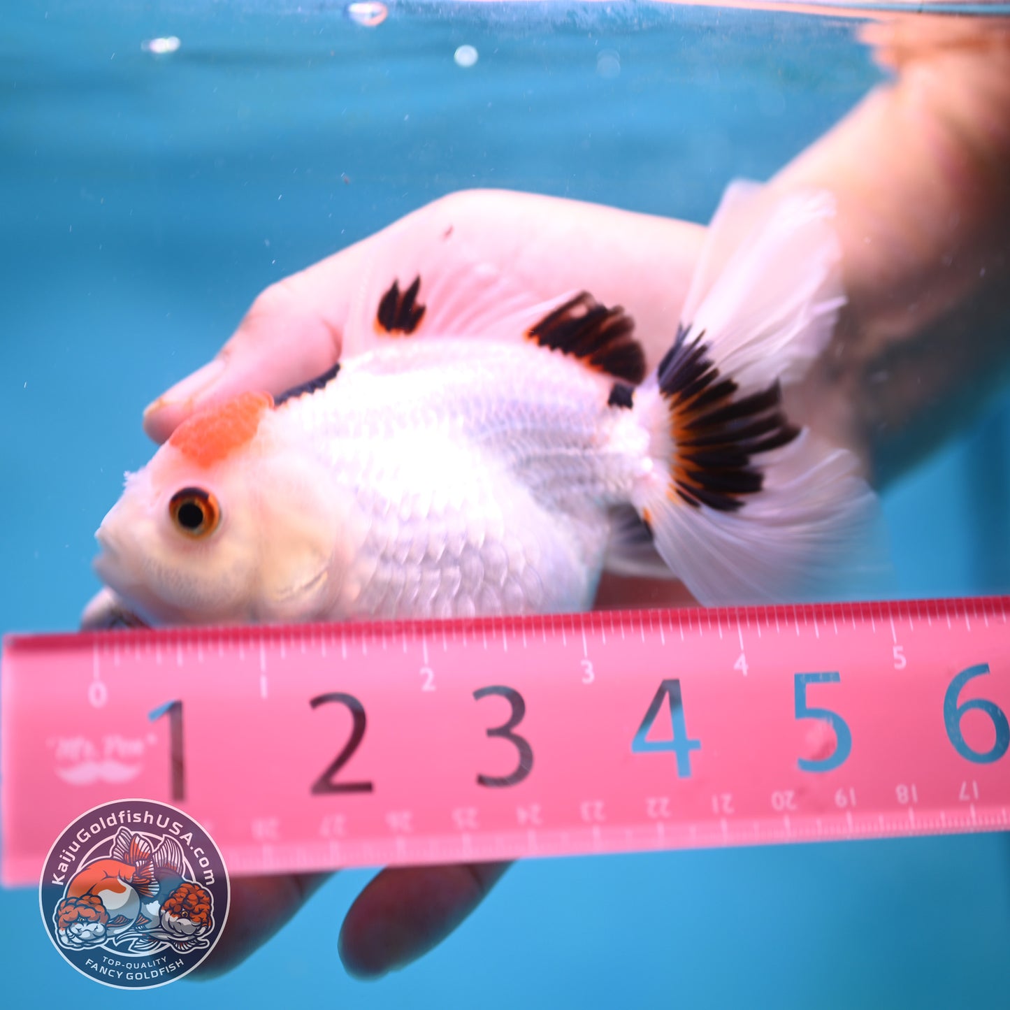 Tricolor Oranda 3.5 inch Body (250613_OR24)