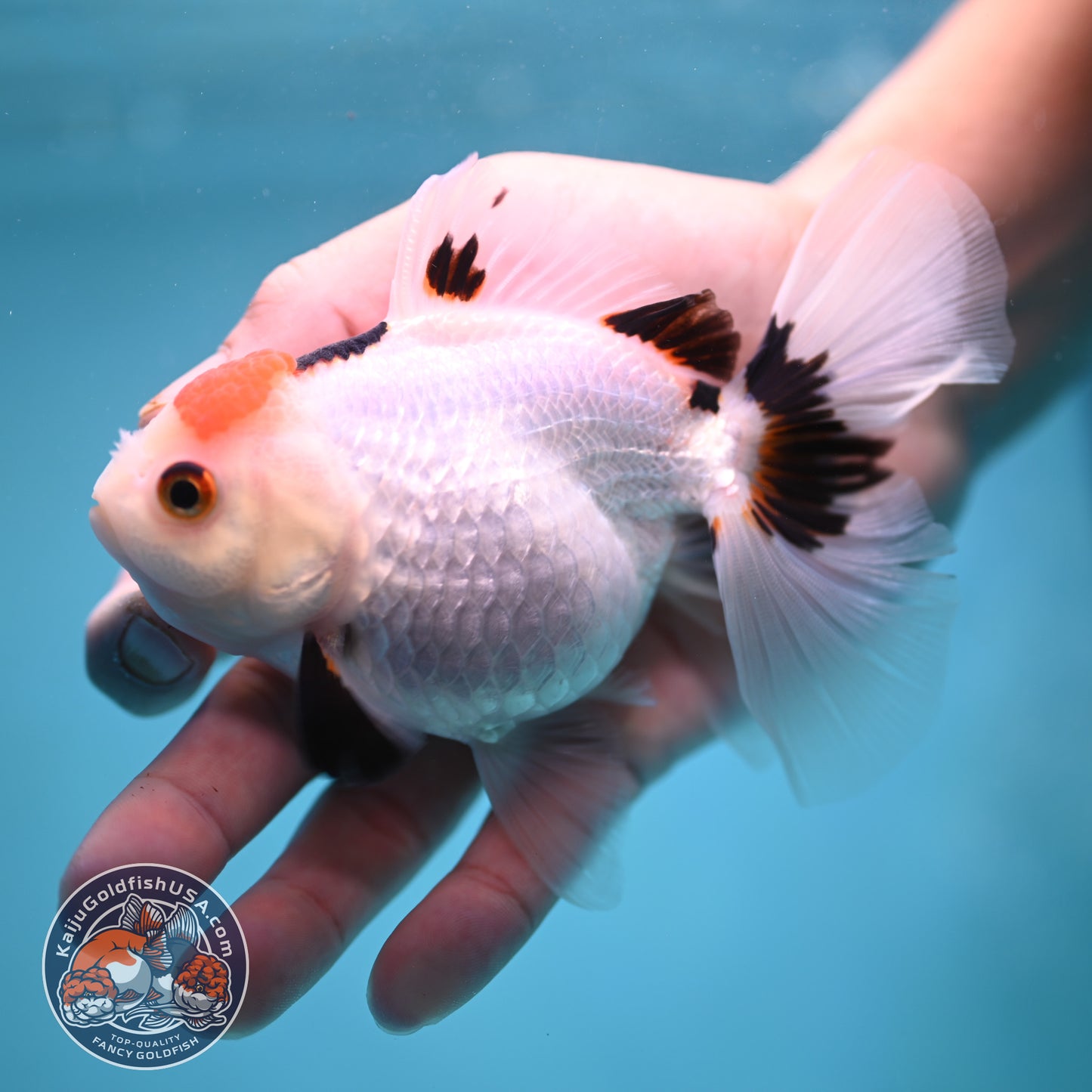 Tricolor Oranda 3.5 inch Body (250613_OR24)